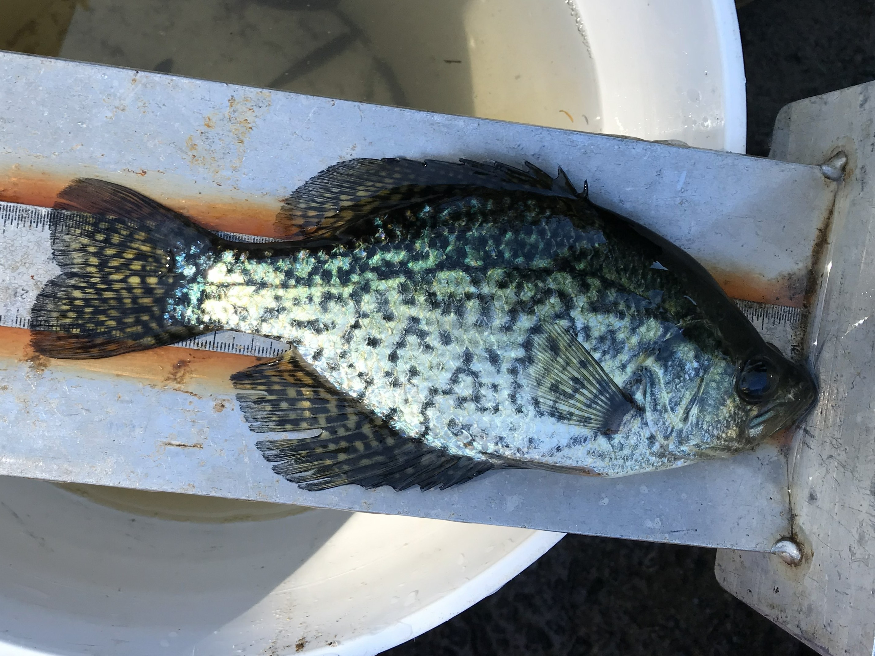 Black crappie Fishing | Oregon Dept of Fish & Wildlife